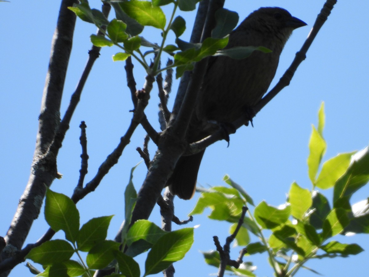 Rose-breasted Grosbeak - ML620472543