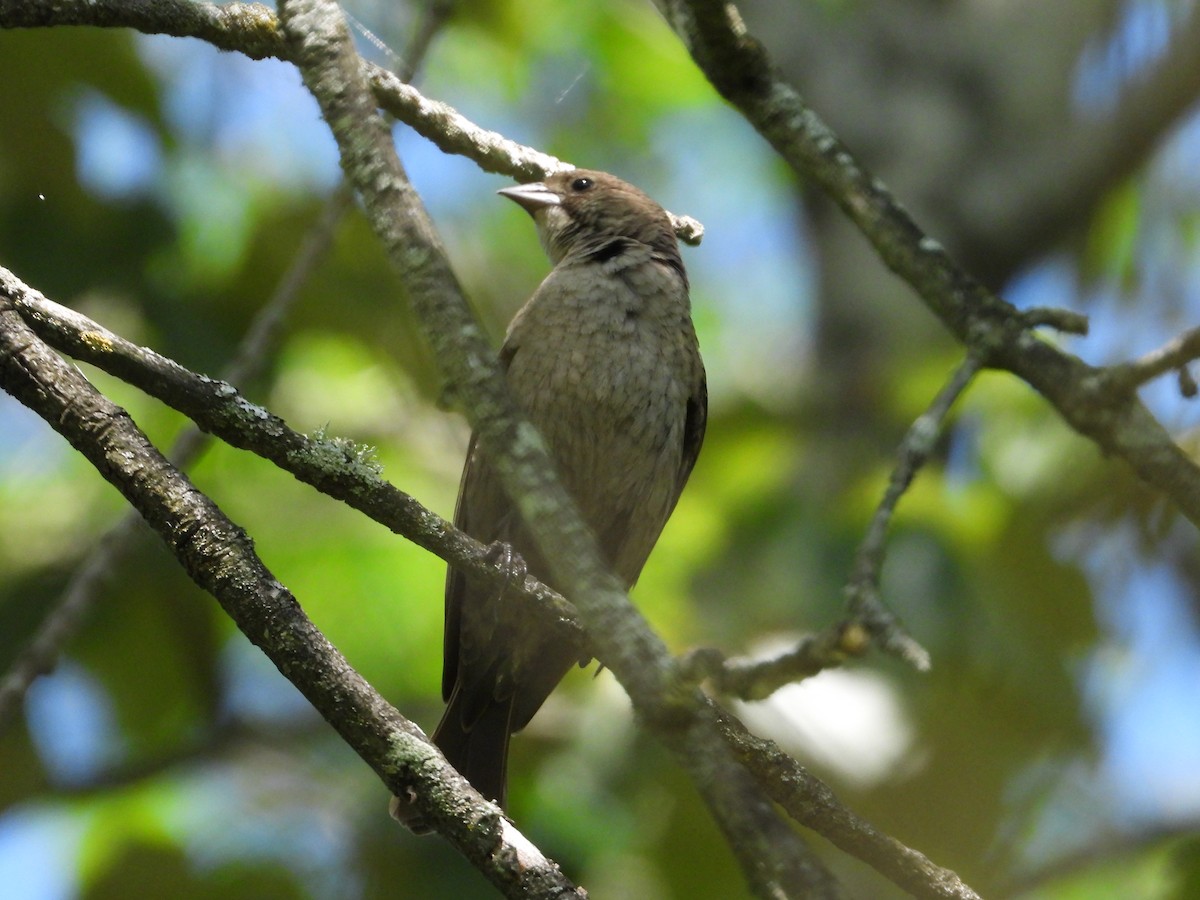 Rose-breasted Grosbeak - ML620472544