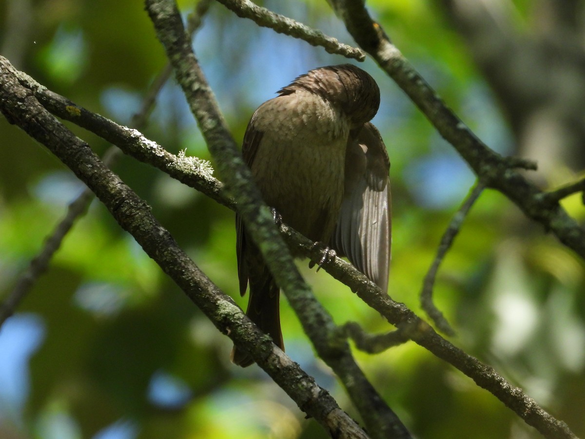 Rose-breasted Grosbeak - ML620472545