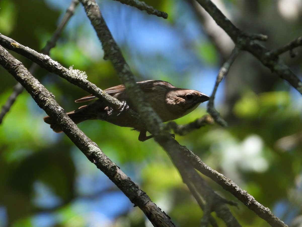 Rose-breasted Grosbeak - Denis Provencher COHL