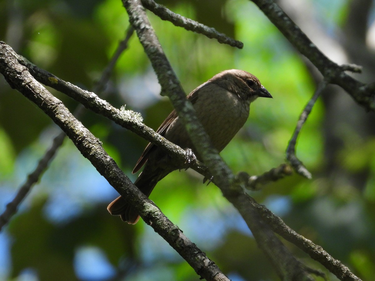 Rose-breasted Grosbeak - ML620472549