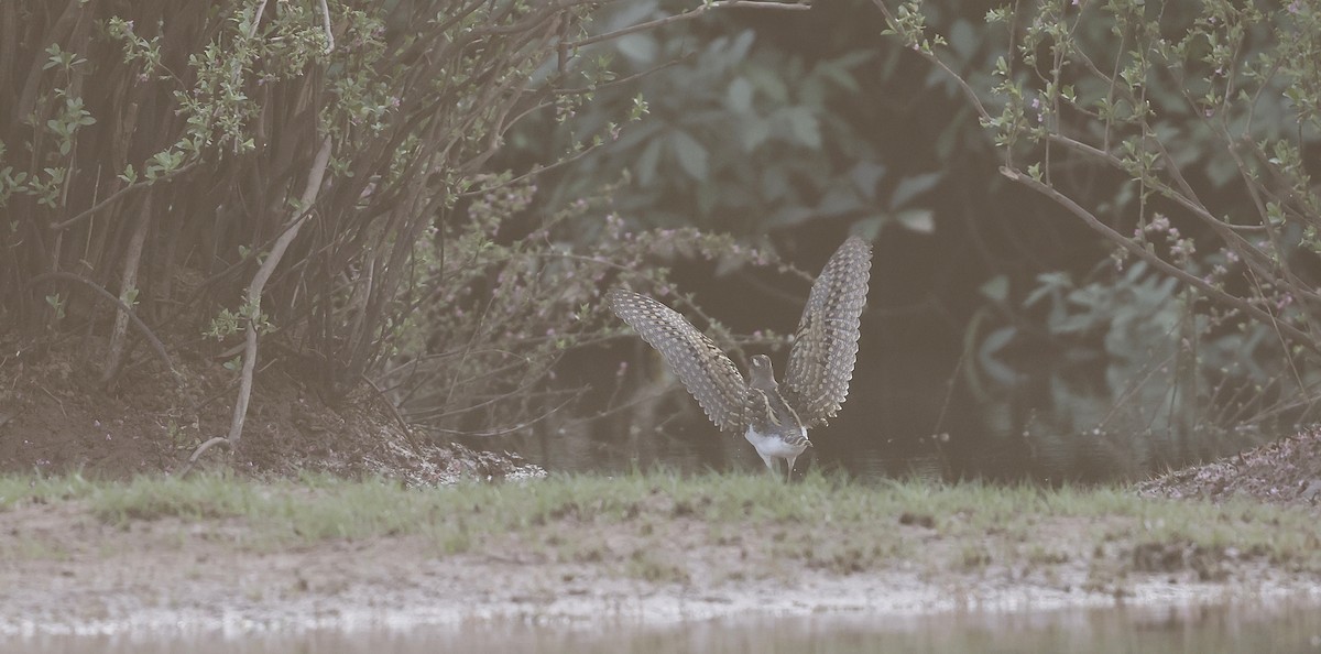 Greater Painted-Snipe - ML620472554