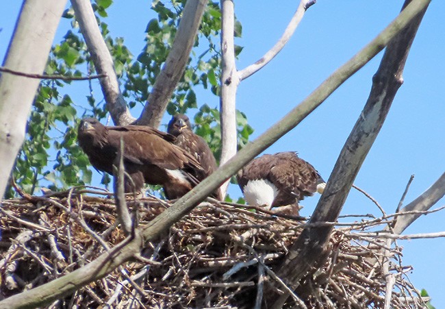 Bald Eagle - ML620472557