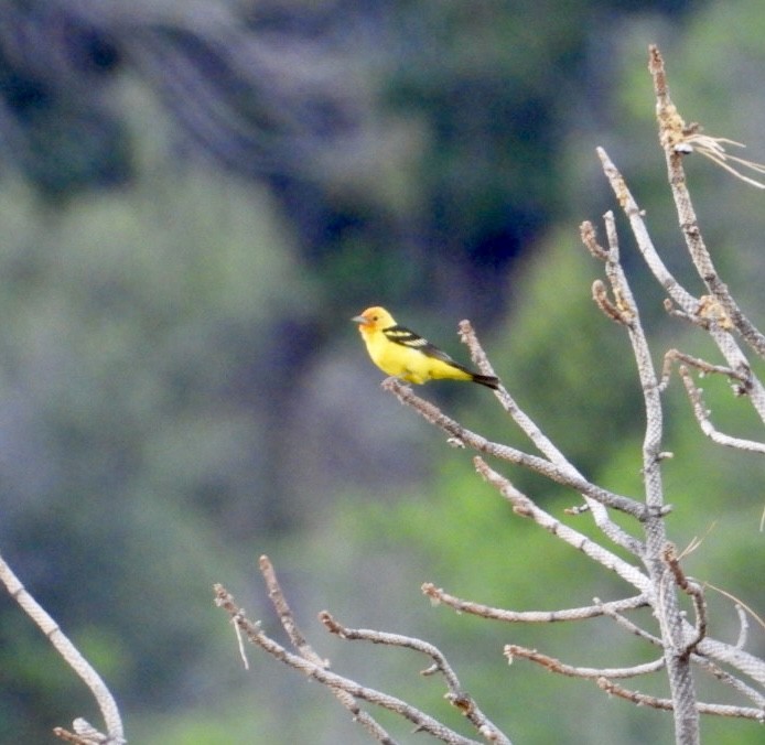 Western Tanager - ML620472562