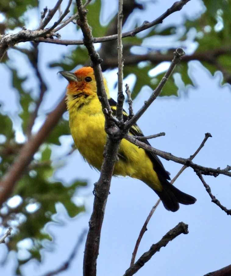 Western Tanager - ML620472563