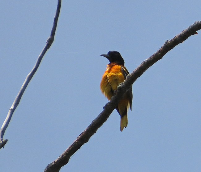 Baltimore Oriole - ML620472566