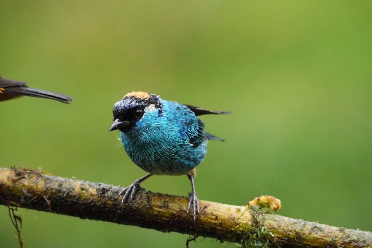 Golden-naped Tanager - ML620472567