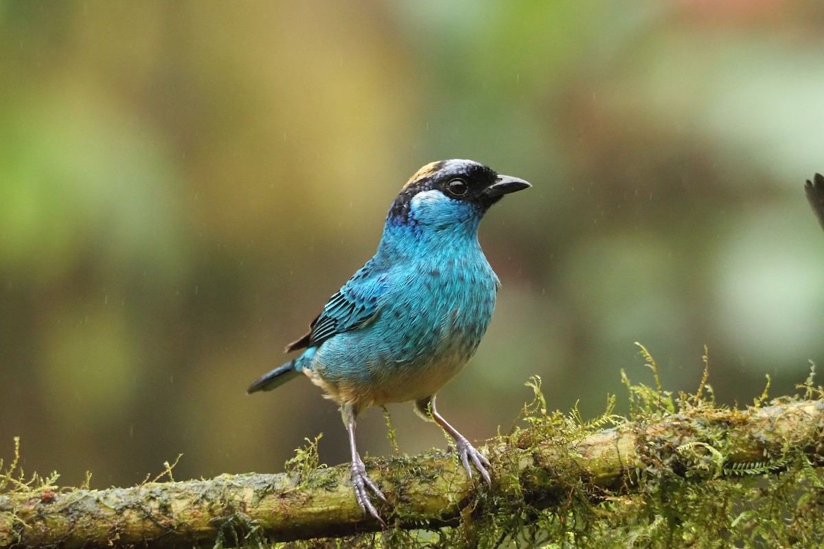 Golden-naped Tanager - ML620472569