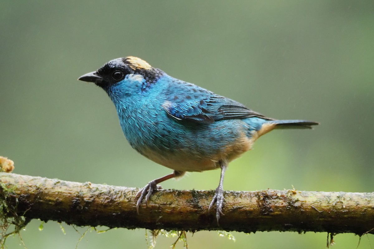 Golden-naped Tanager - ML620472575