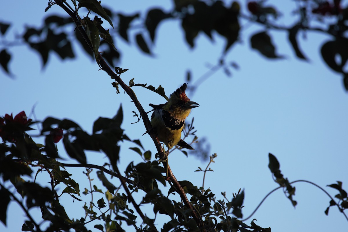 Crested Barbet - ML620472581