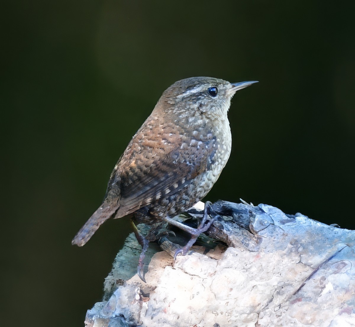 Winter Wren - ML620472582