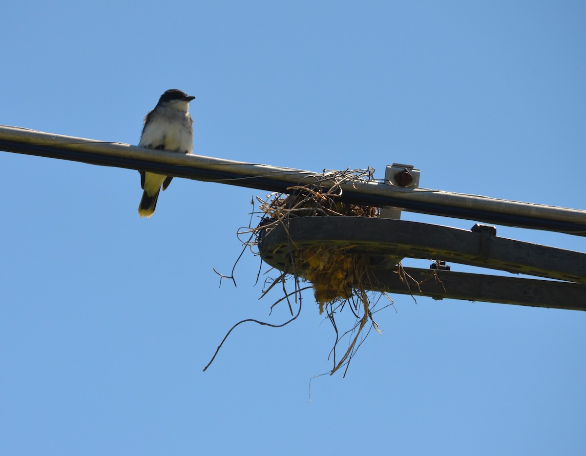 Eastern Kingbird - ML620472583