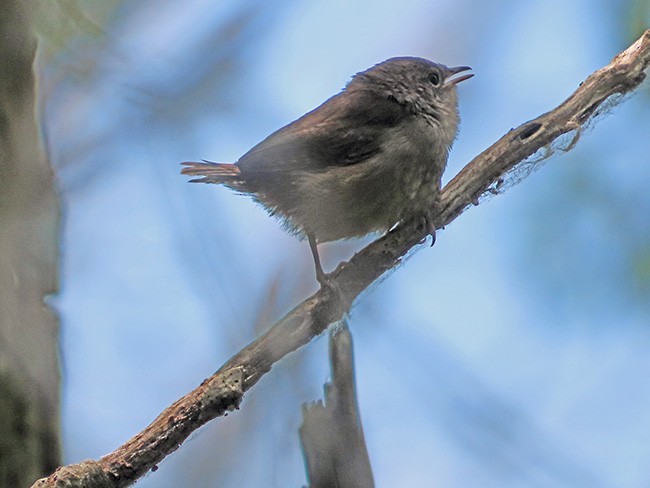 House Wren (Northern) - ML620472588