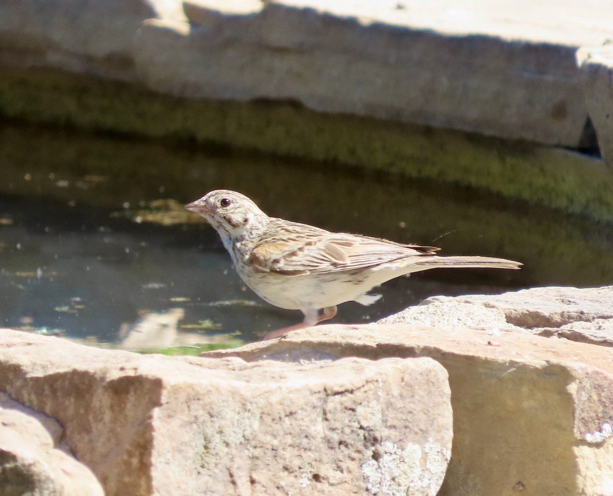 Vesper Sparrow - ML620472589