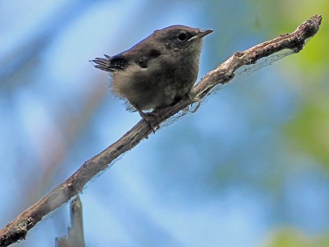 House Wren (Northern) - ML620472590