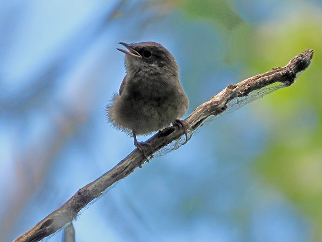 House Wren (Northern) - ML620472591