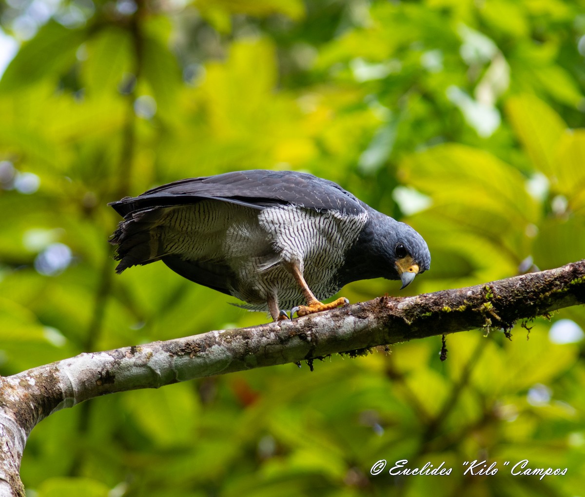 Barred Hawk - ML620472611