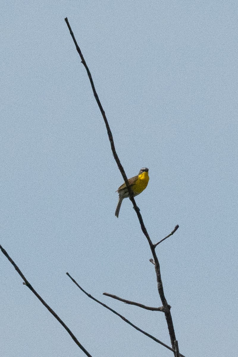 Yellow-breasted Chat - ML620472612