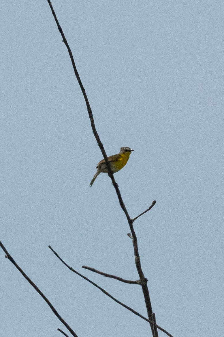 Yellow-breasted Chat - ML620472613