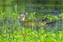 Wood Duck - ML620472615