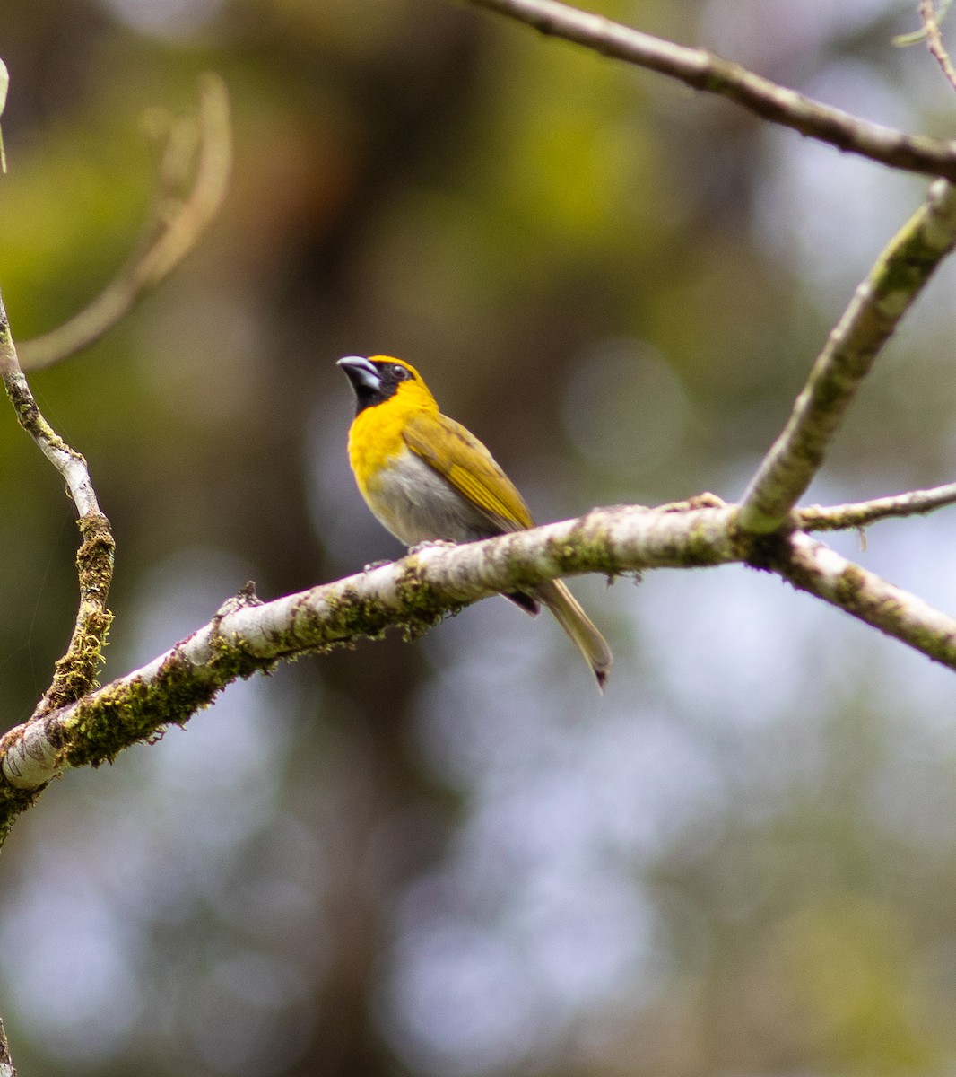 Black-faced Grosbeak - ML620472617