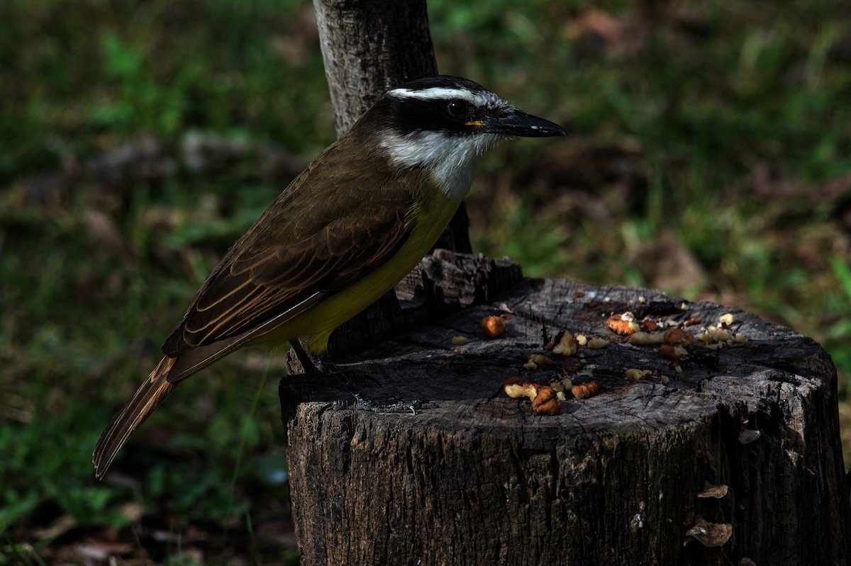 Great Kiskadee - ML620472620