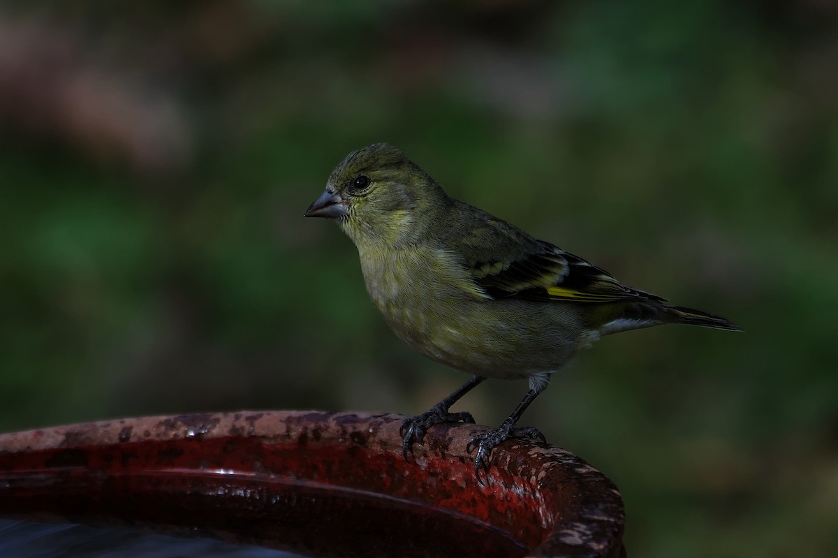 Hooded Siskin - ML620472629