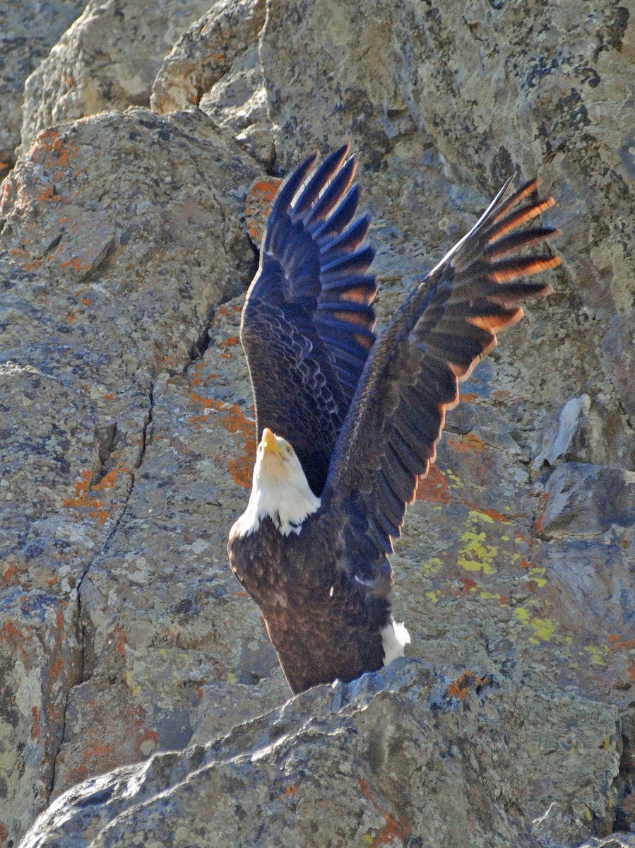 Bald Eagle - ML620472632