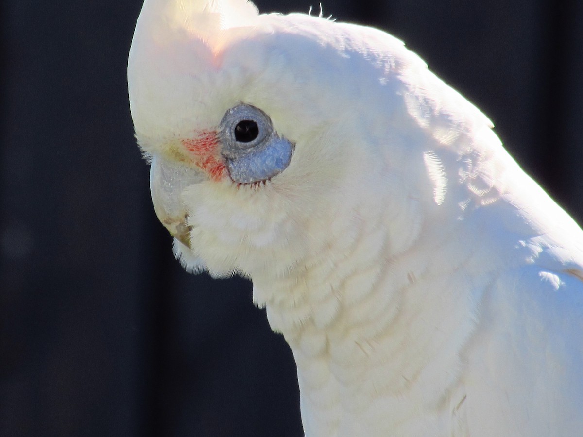 Cacatoès corella - ML620472633