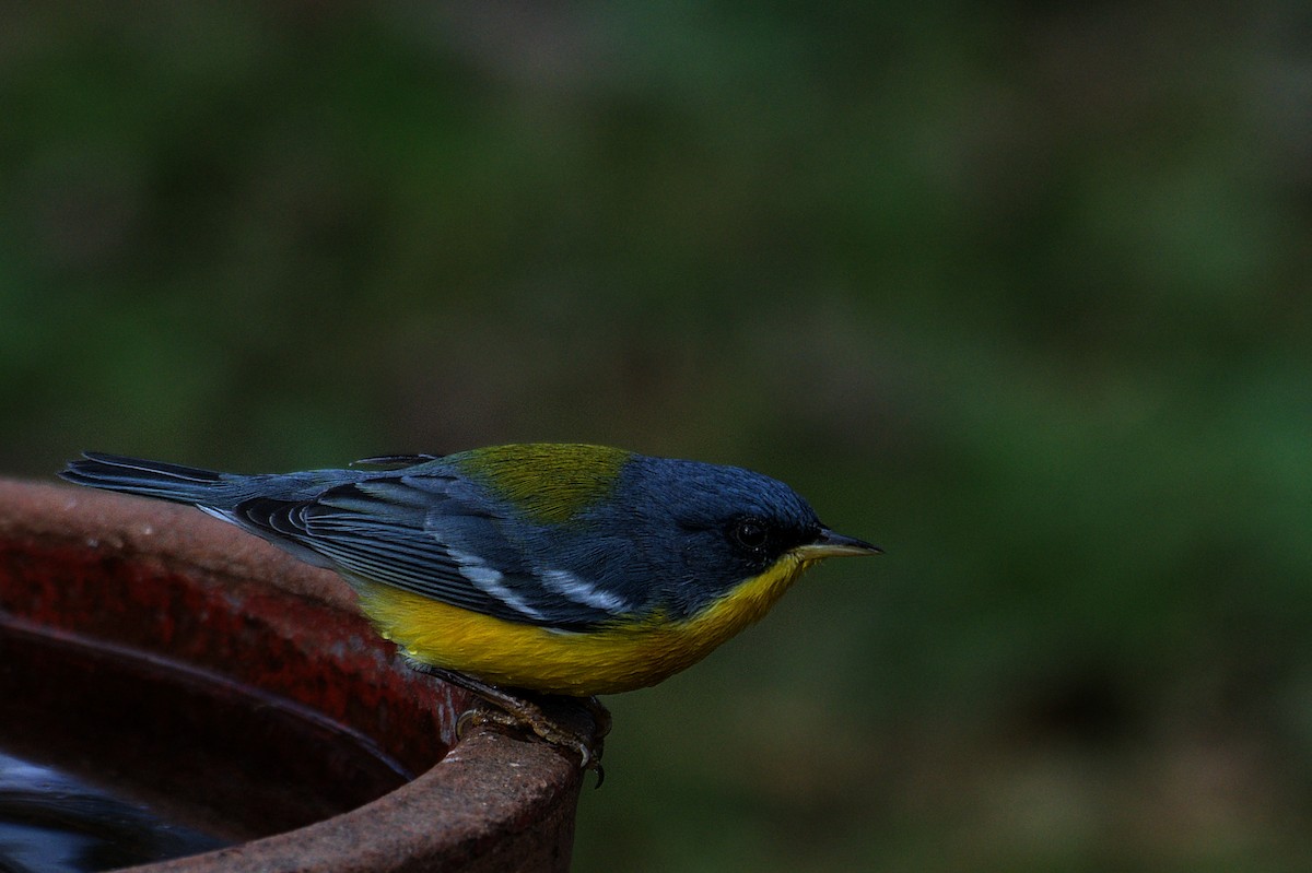 Tropical Parula - ML620472642