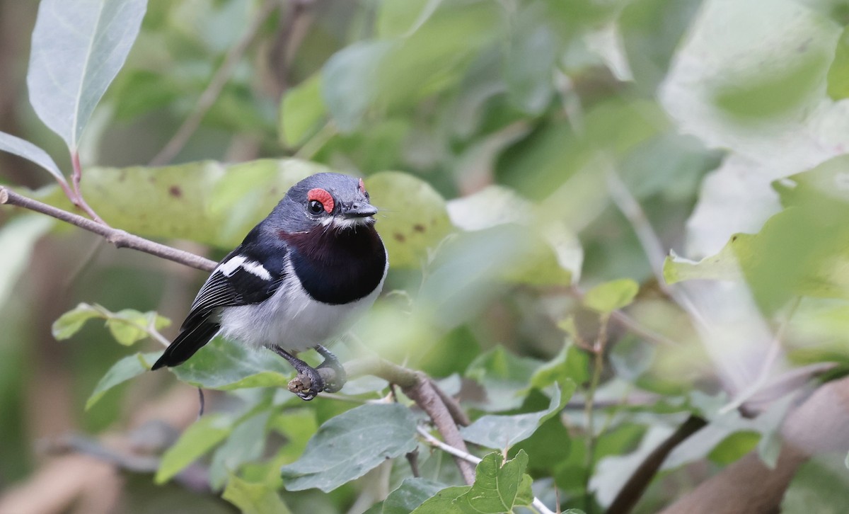 Brown-throated Wattle-eye - ML620472645