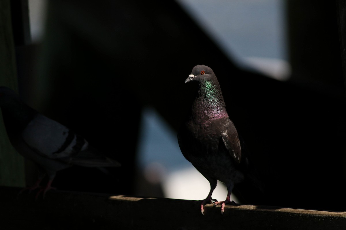 Rock Pigeon (Feral Pigeon) - ML620472646