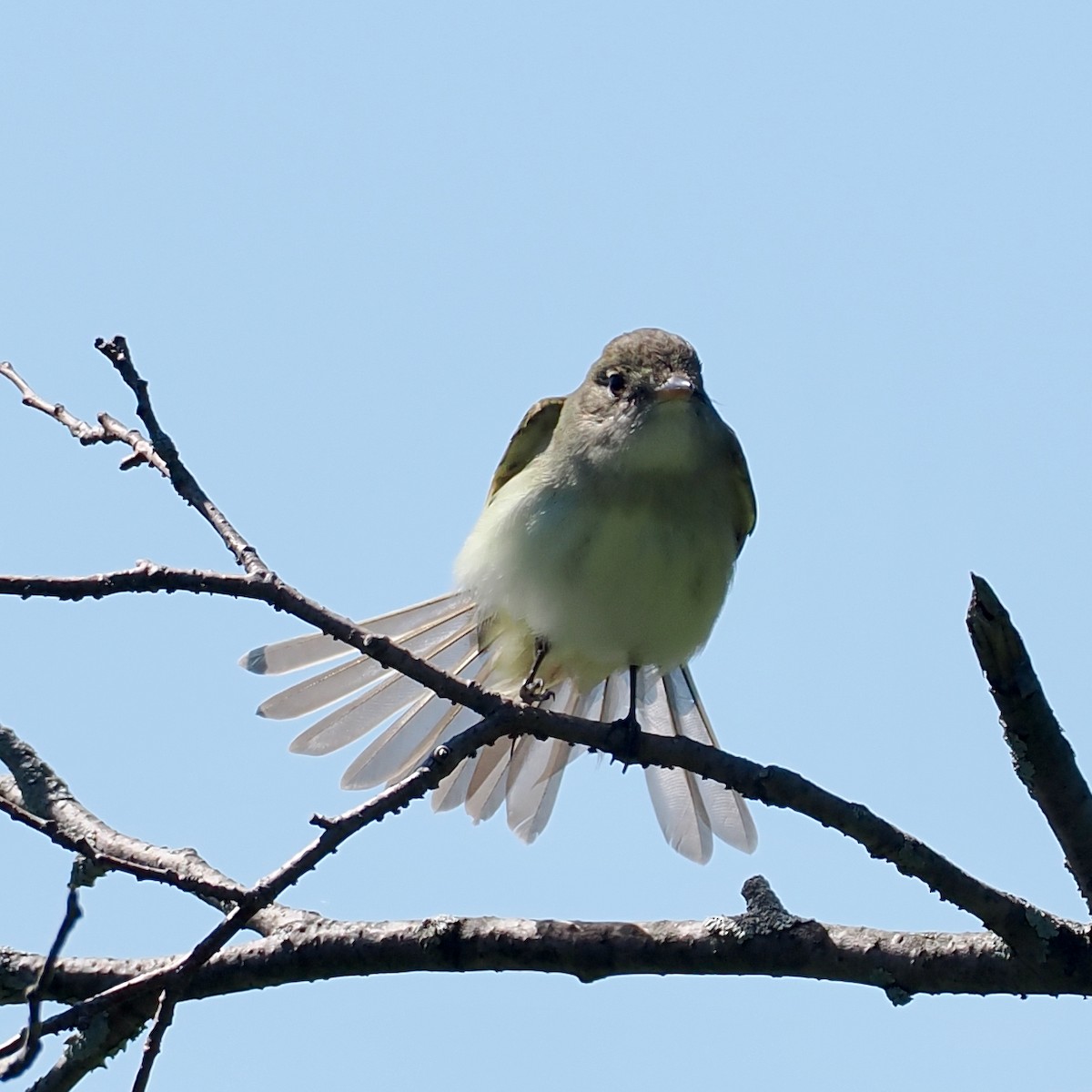 Alder Flycatcher - Peder Svingen