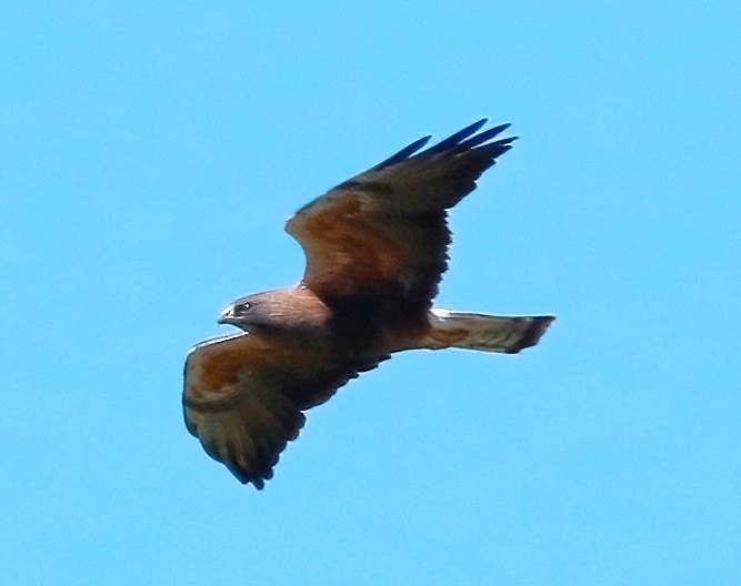 Swainson's Hawk - ML620472671