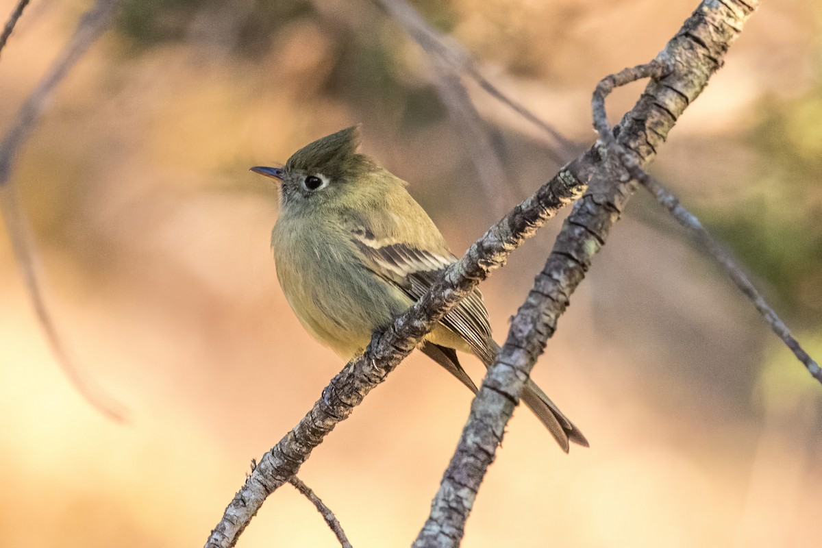 Western Flycatcher (Cordilleran) - ML620472672