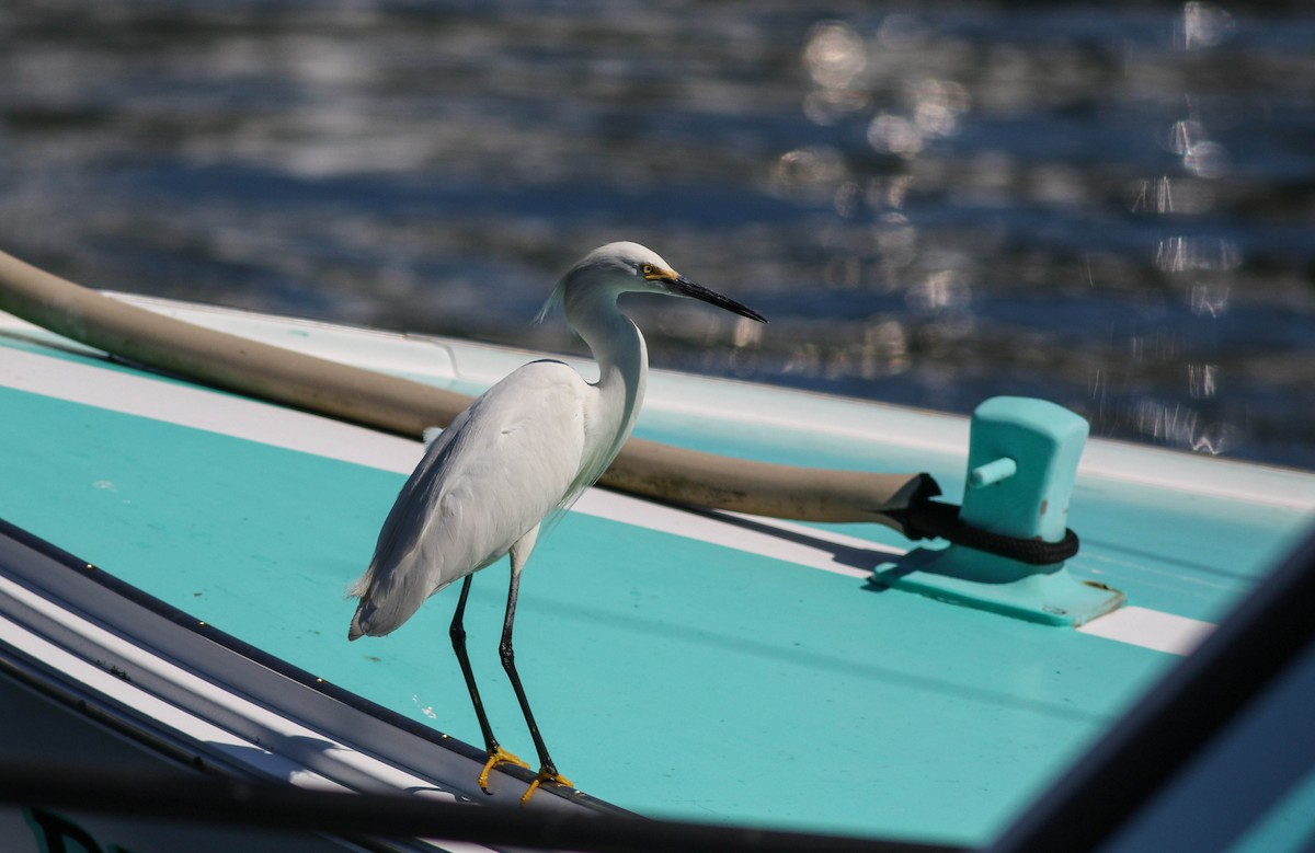 Snowy Egret - ML620472675