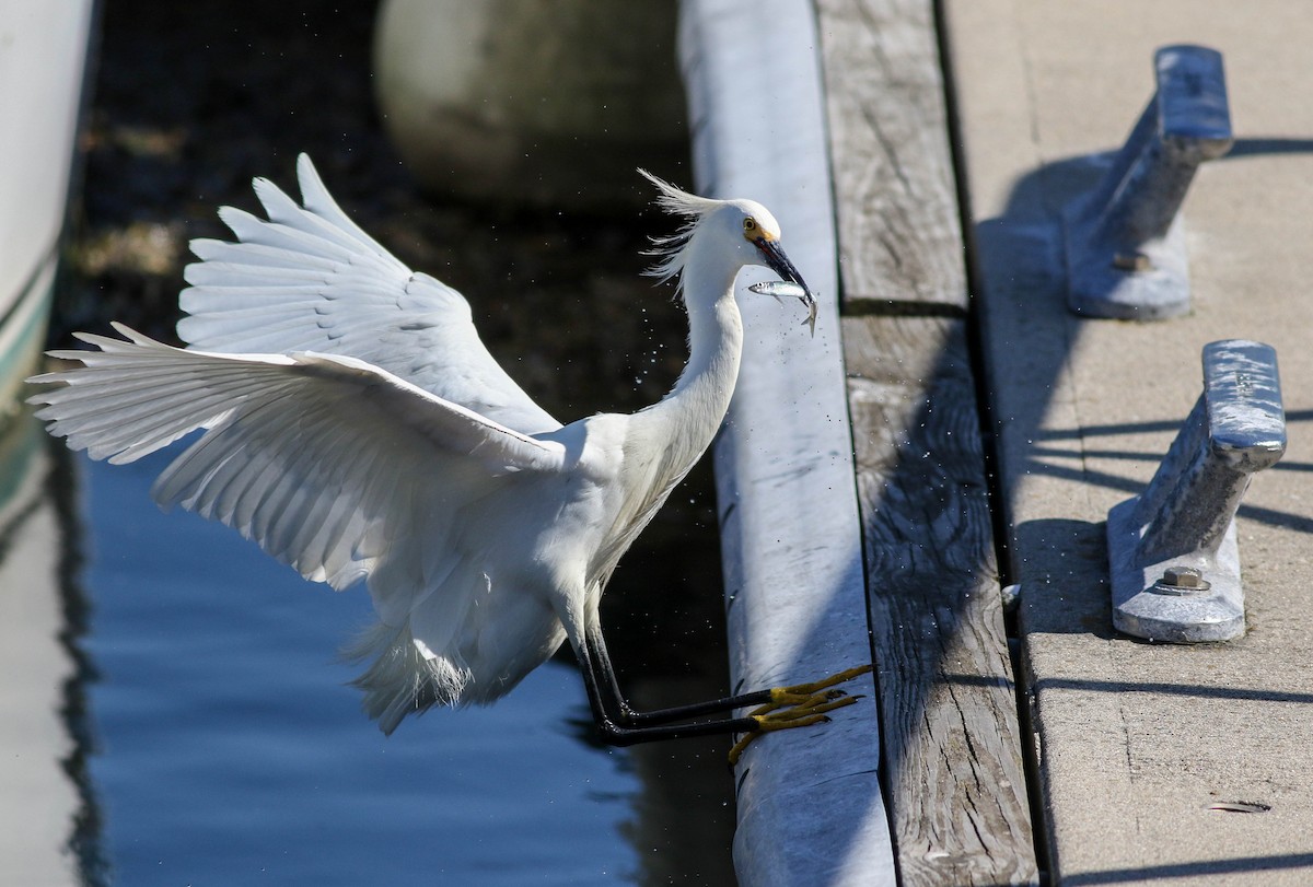 Snowy Egret - ML620472677