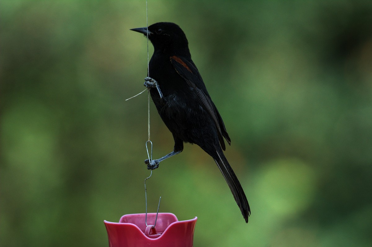 Variable Oriole - ML620472678