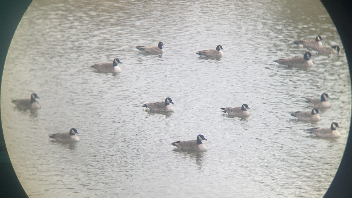 berneška malá (ssp. hutchinsii) - ML620472682