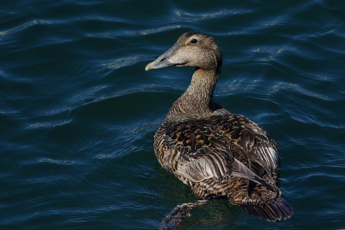 Common Eider (Dresser's) - ML620472687