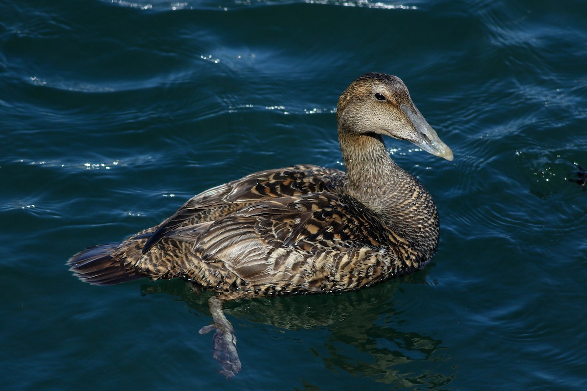 Common Eider (Dresser's) - ML620472688