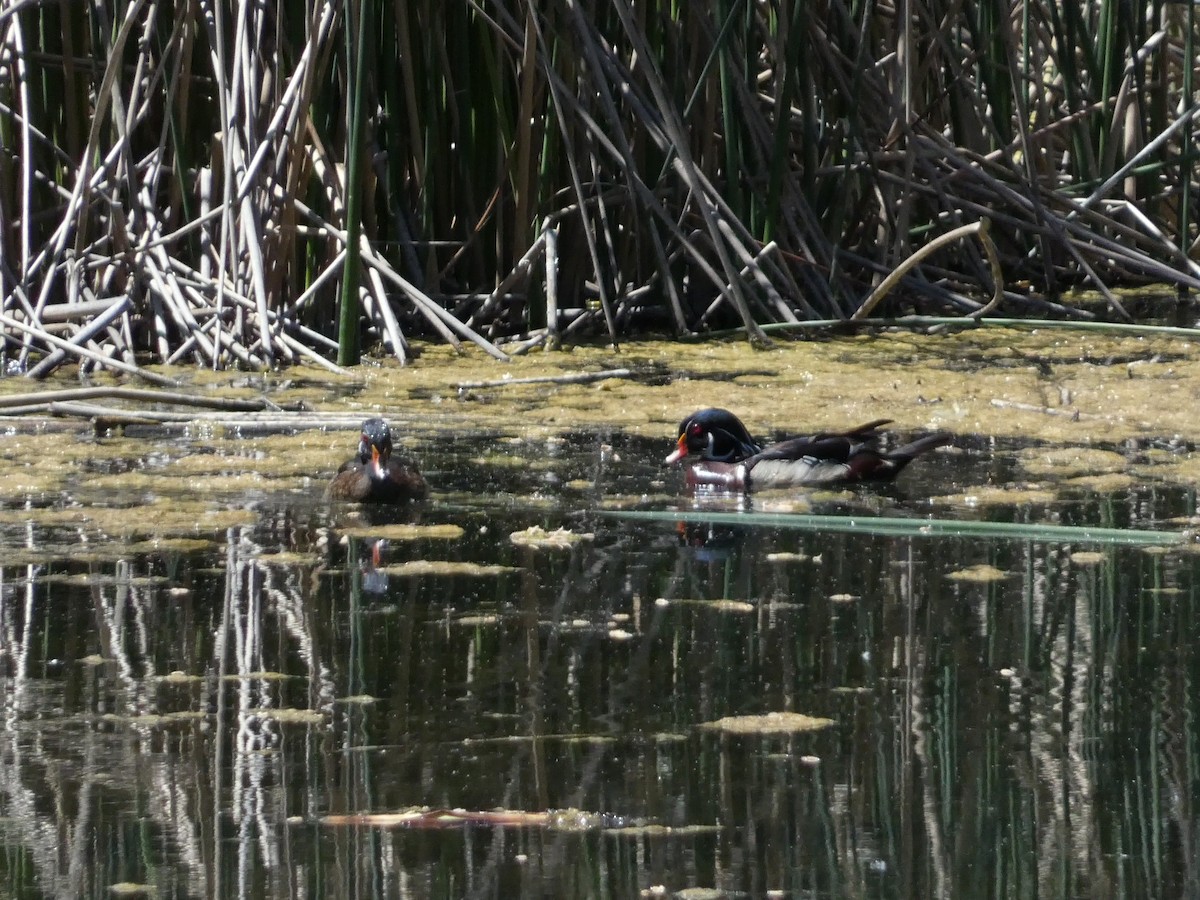 Wood Duck - ML620472696