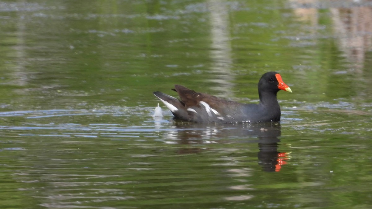 Common Gallinule - Denis Provencher COHL