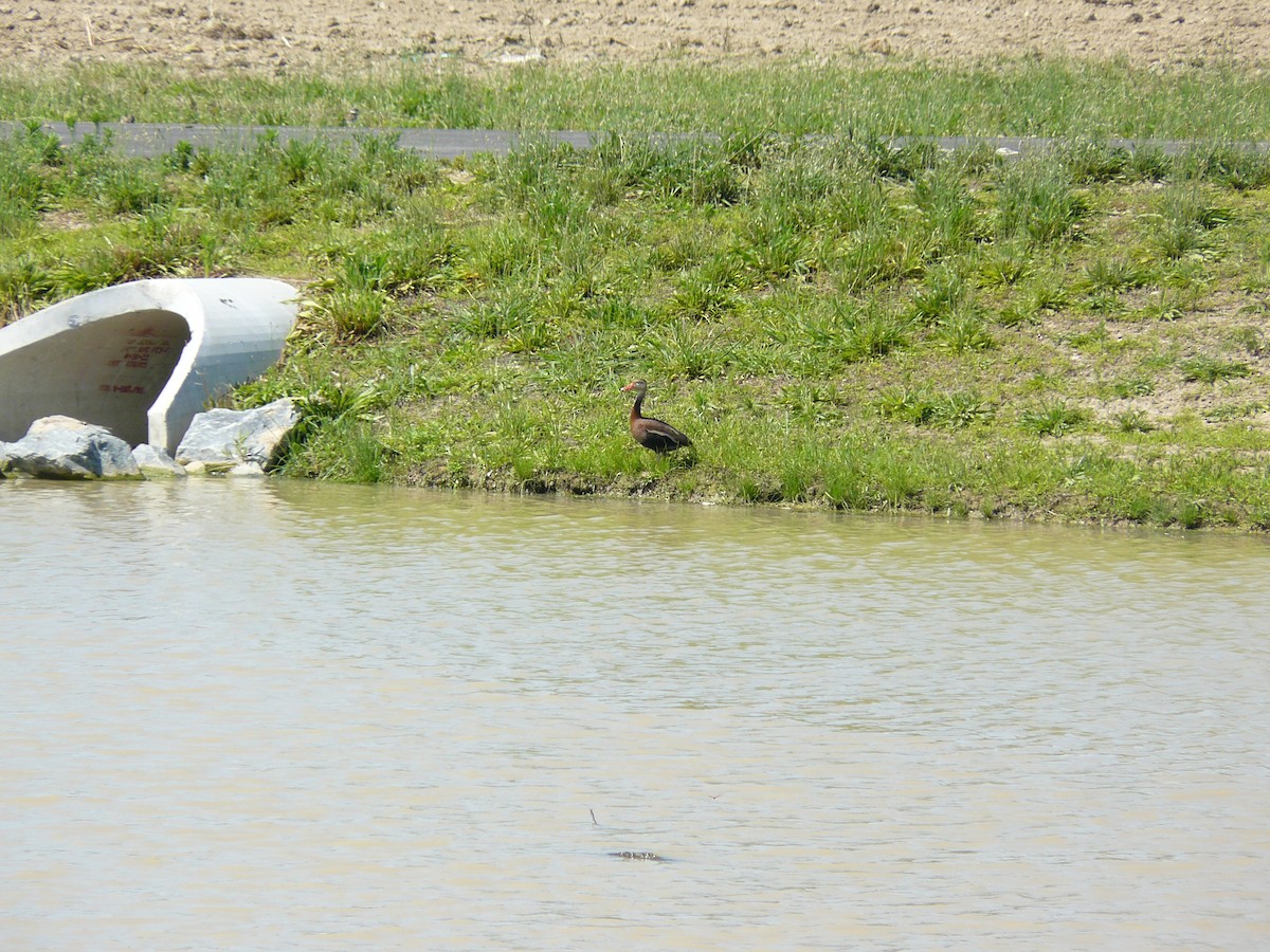 Black-bellied Whistling-Duck - ML620472705