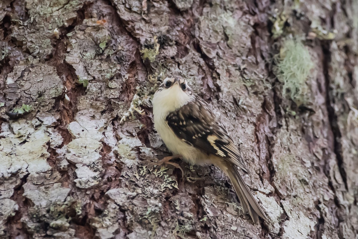 Brown Creeper - ML620472709