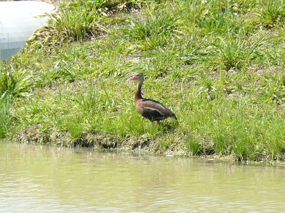 Black-bellied Whistling-Duck - ML620472713