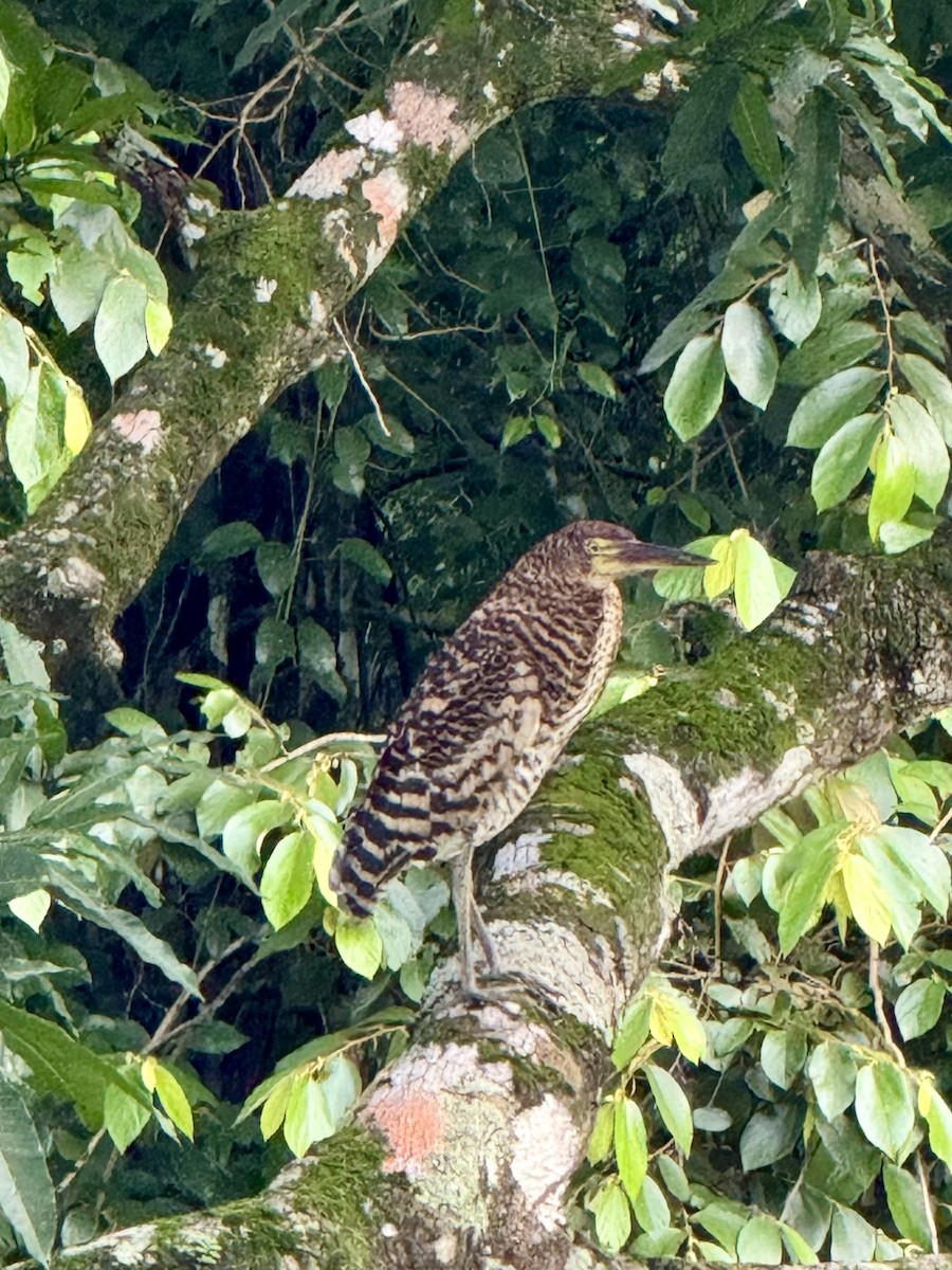 Rufescent Tiger-Heron - ML620472718