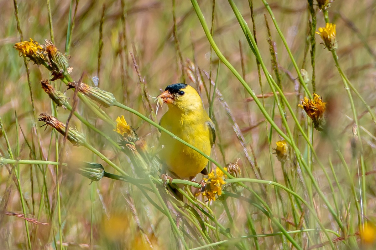 Chardonneret jaune - ML620472720