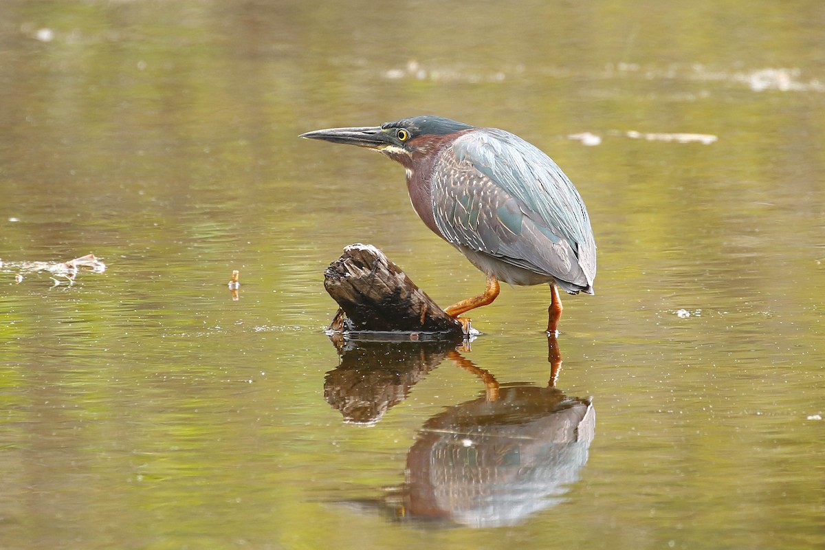 Green Heron - ML620472725