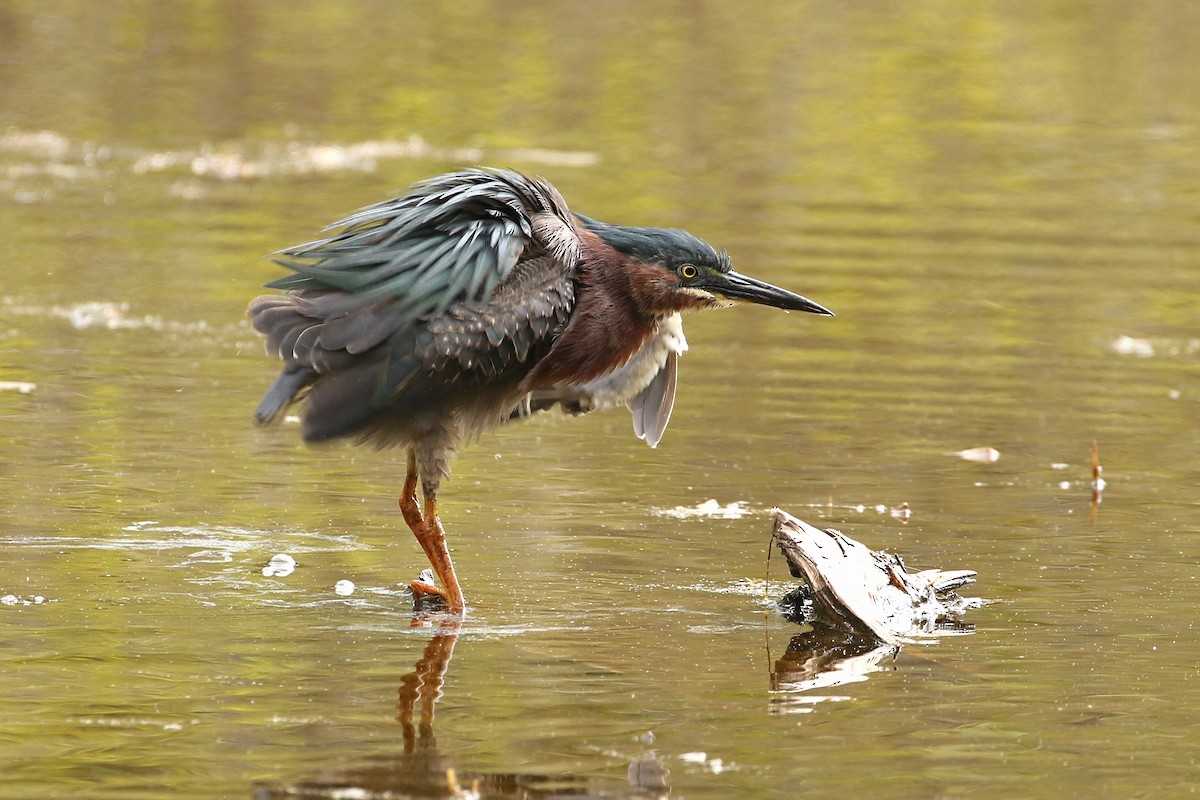 Green Heron - ML620472727